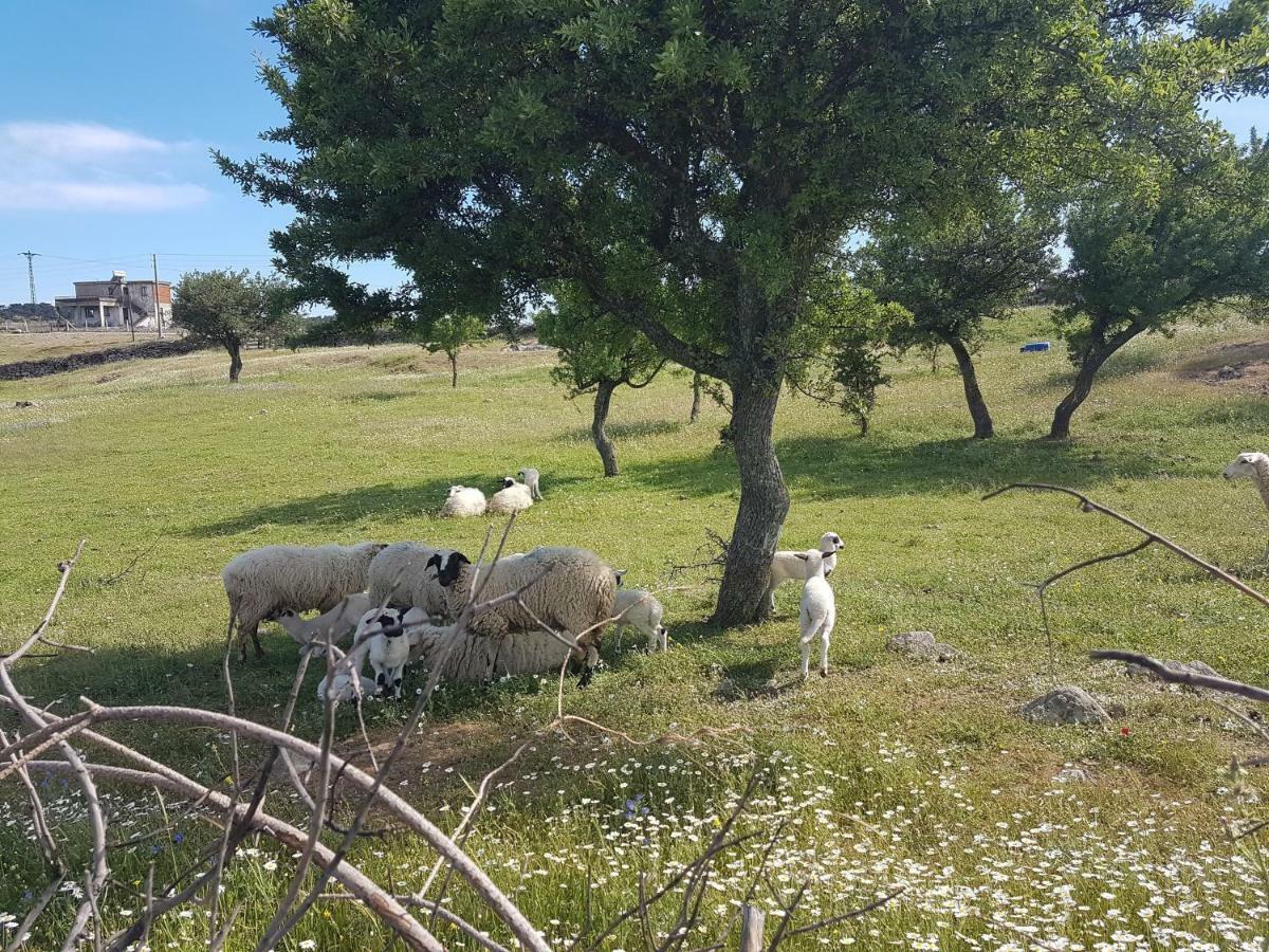 Alterna Köy Evi Ayvacik Kültér fotó