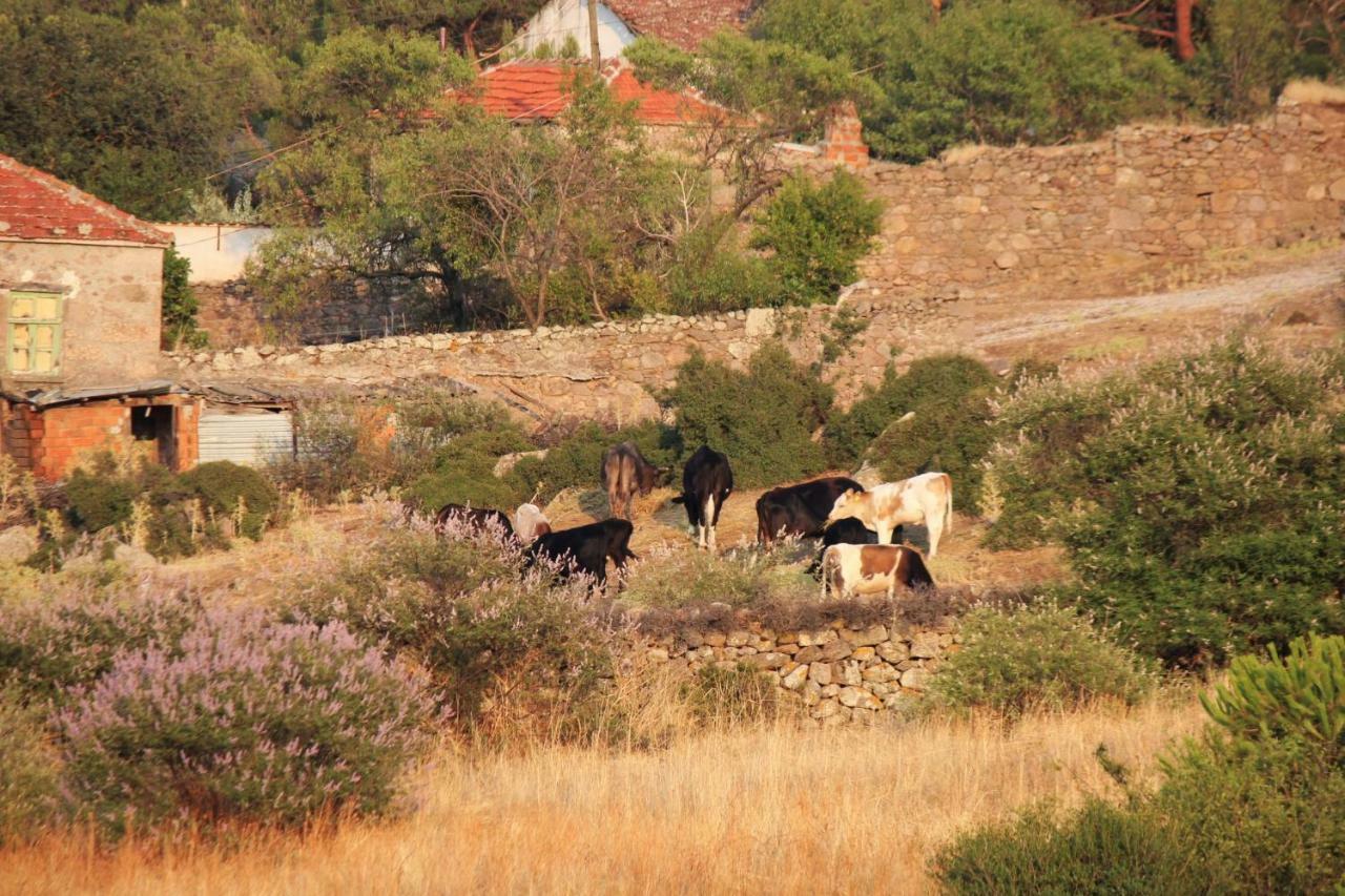 Alterna Köy Evi Ayvacik Kültér fotó